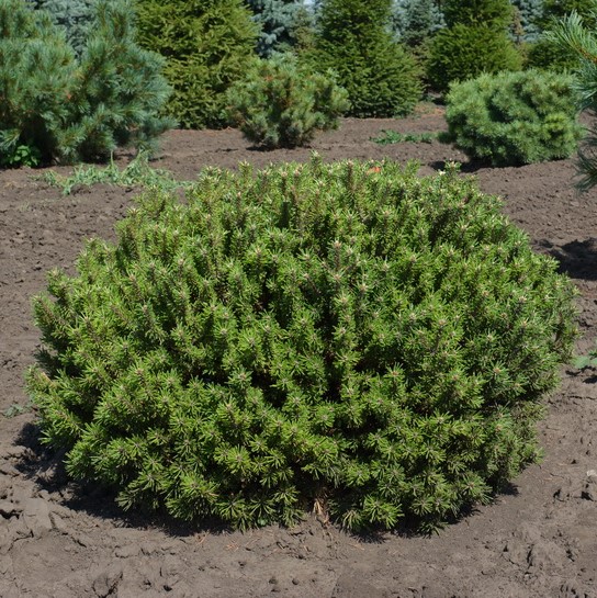 Сосна горная "Бревифолия" (Pinus mugo "Brevifolia")