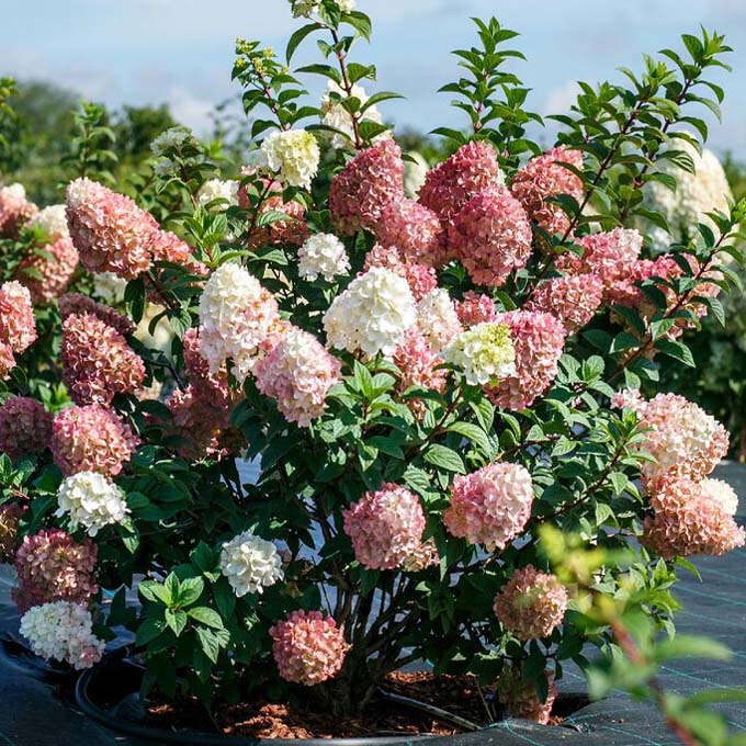 Гортензия метельчатая "Сандей Фрайз" (Hydrangea paniculata "Sundae Fraise")