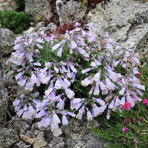 Пенстемон бело-голубой (Penstemon)