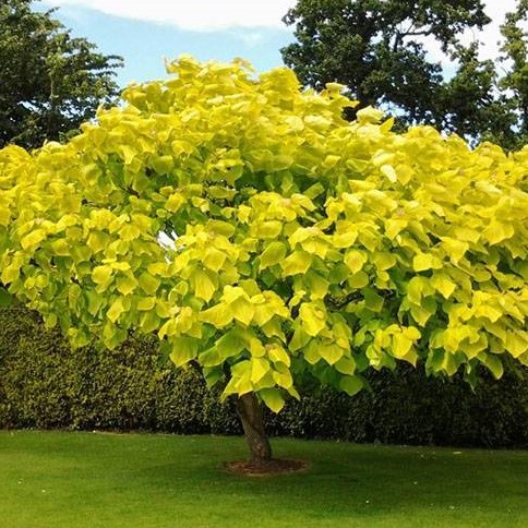 Катальпа бигнониевидная "Ауреа" (Catalpa bignonioides "Aurea")