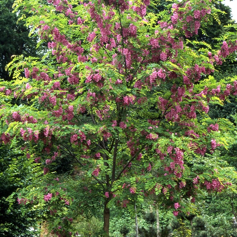 Робиния Маргариты "Каск Руж" (Robinia marganetta "Casque Rouge")