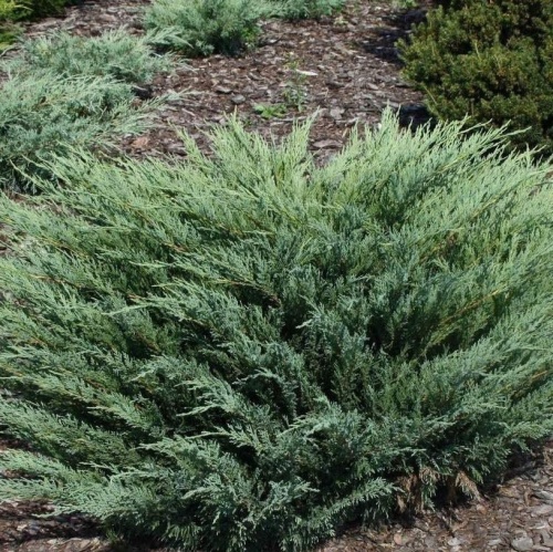 Можжевельник казацкий (Juniperus sabina)