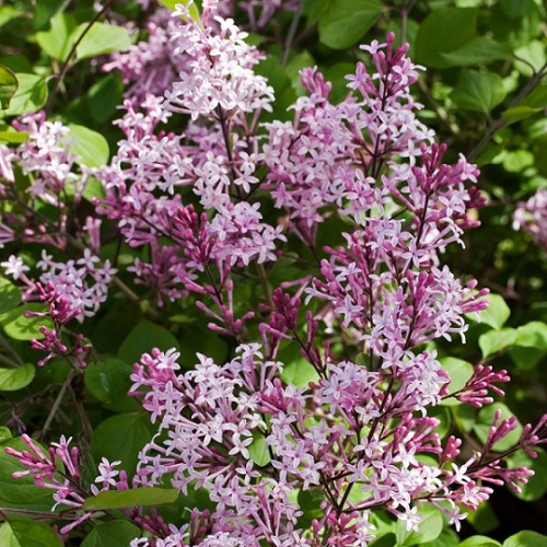 Сирень Мейера "Ред Пикси" (Syringa meyeri "Red Pixie")