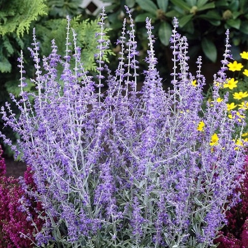 Перовския (Perovskia)