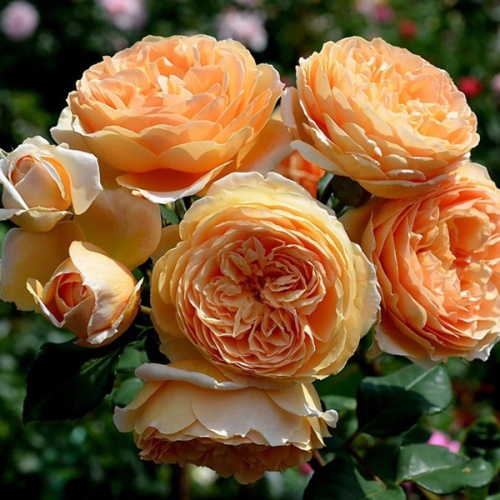 Роза английская "Краун Принцесс Маргарет" (Rosa English "Crown Princess Margareta"))