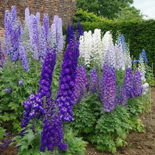 Дельфиниум (Delphinium)