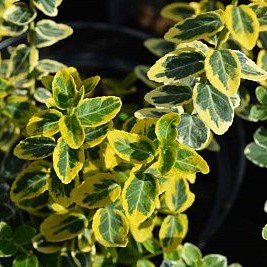 Бересклет Форчуна "Эмеральд Голд" (Euonymus fortunei "Emerald 'n' Gold")