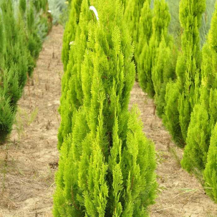 Туя восточная "Пирамидалис Ауреа" (Thuja orientalis "Pyramidalis Aurea")