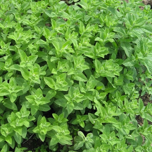 Мята яблочная (Mentha rotundifolia)