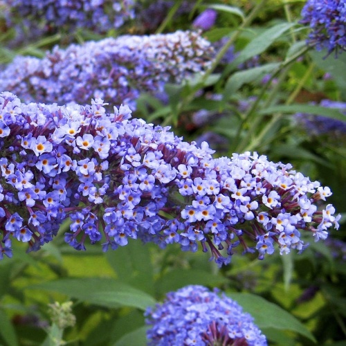 Буддлея Давида (синяя) (Buddleja davidii)