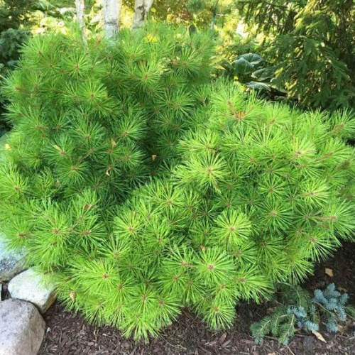 Сосна густоцветковая "Лоу Глоу" (Pinus densiflora "Low Glow")