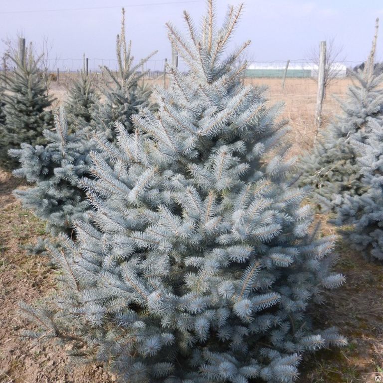 Ель колючая "Эдит" (Picea pungens "Edith")