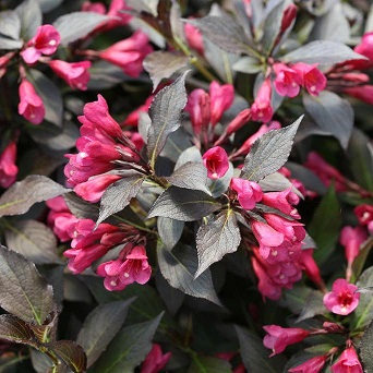Вейгела цветущая "Виктория" (Weigela florida "Victoria")