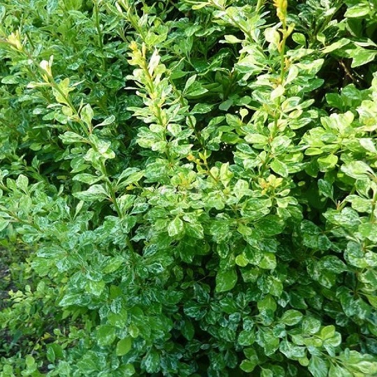 Барбарис Тунберга "Келлерис" (Berberis thunbergii "Kelleriis")