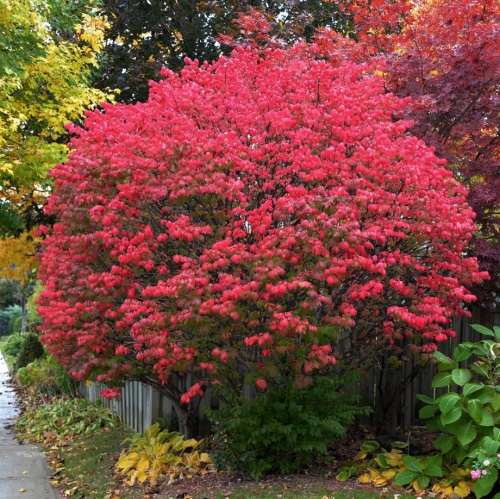 Бересклет крылатый (Euonymus alatus)