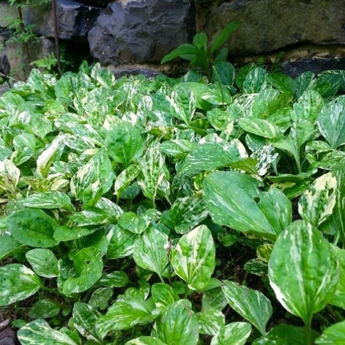 Подорожник пестролистный (Plantágo)