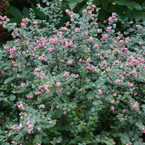 Снежноягодник Хенаульта "Хэнкок" (Symphoricarpos chenaultii "Hancock")