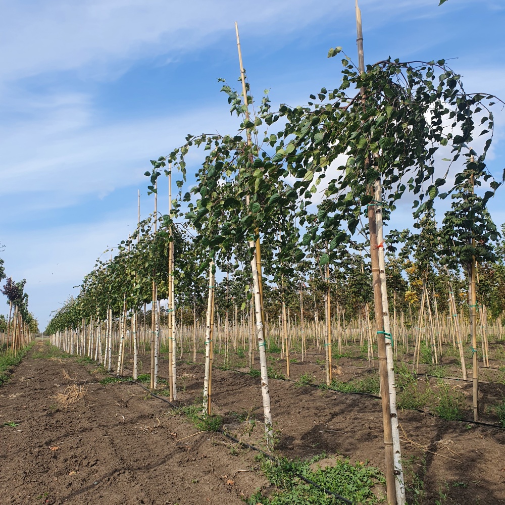 Береза повислая "Юнги" (Betula pendula "Youngii")