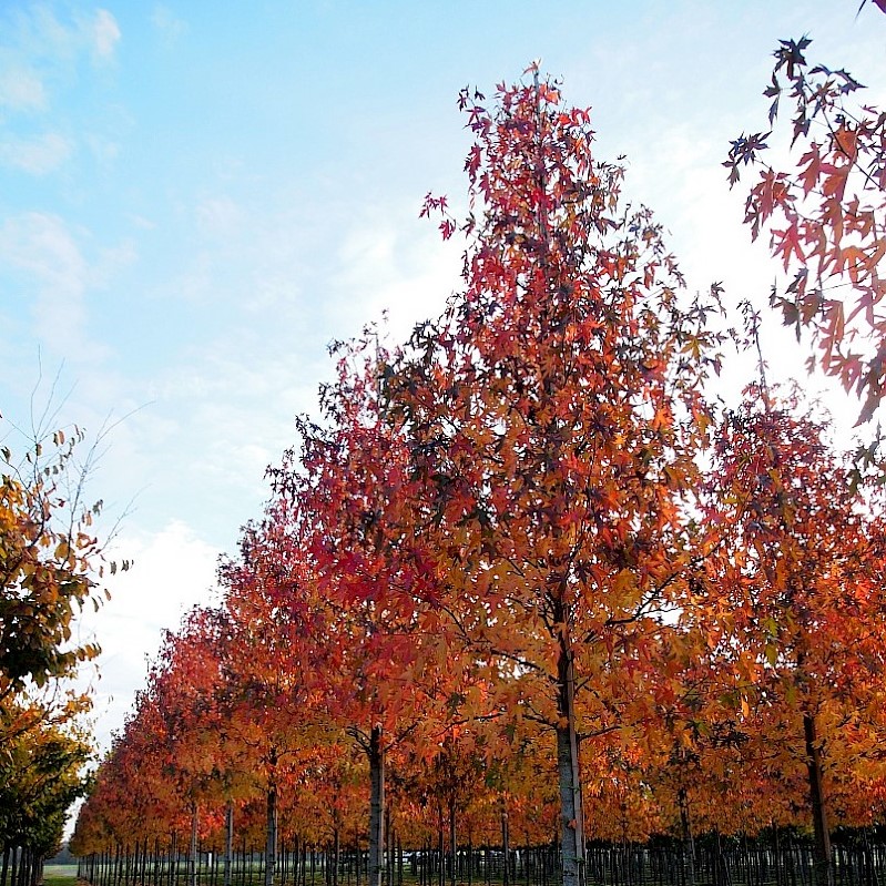Ликвидамбар стираксовый "Ворплесдон" (Liquidambar styrac."Worplesdon")