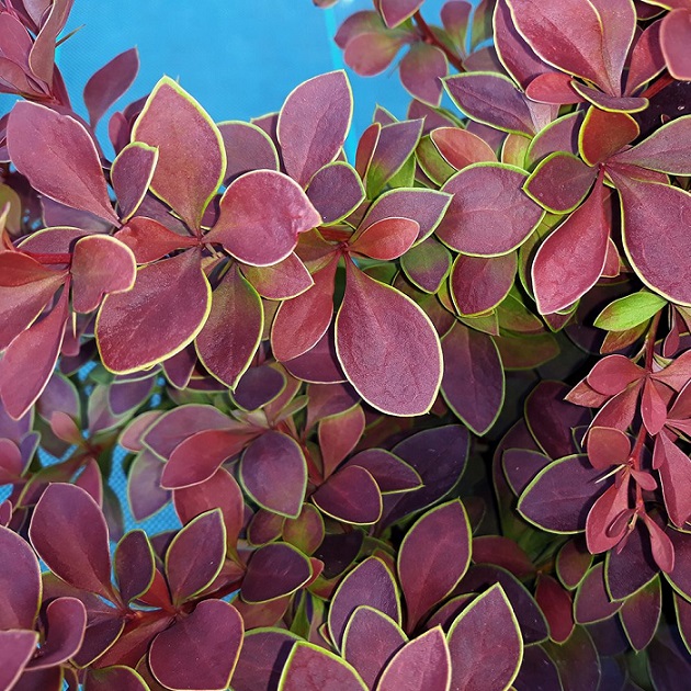 Барбарис Тунберга "Голден Ринг" (Berberis thunbergii "Golden Ring")