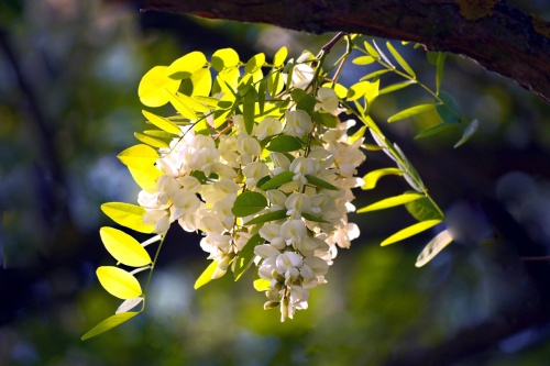 Акация белая (Robinia pseudoacacia)