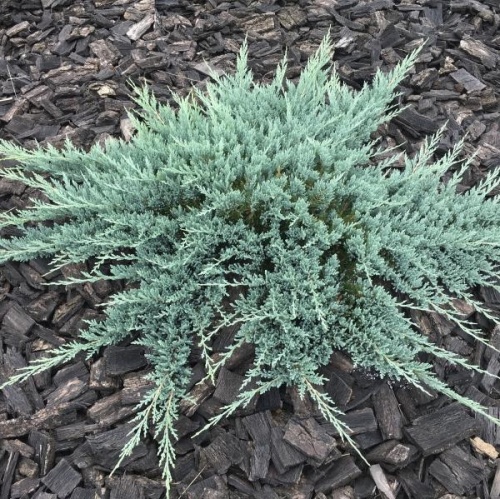 Можжевельник горизонтальный "Блю Чип" (Juniperus horizontalis "Blue Chip")
