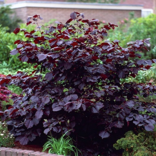 Лещина крупная "Пурпуреа" (Corylus maxima "Purpurea")