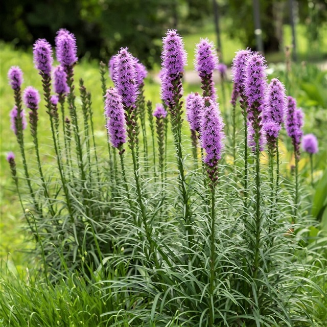 Лиатрис колосковый (Liatris spicata)