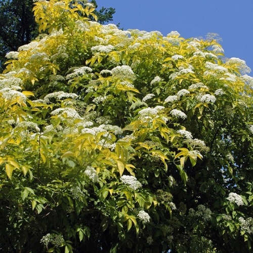 Бузина черная "Голден Тауэр" (Sambukus nigra "Golden Tower")