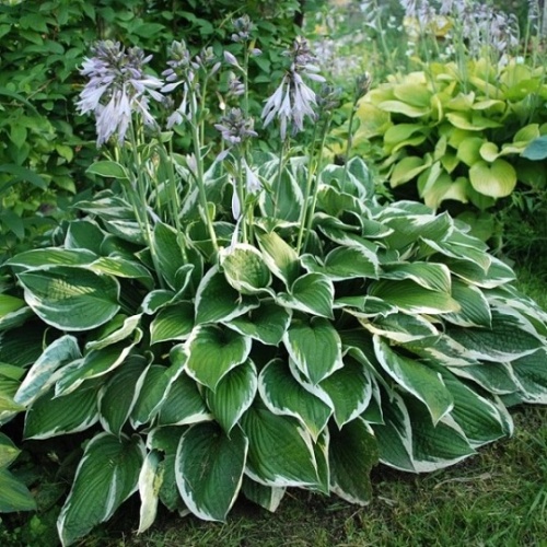 Хоста гибридная "Франсе" (Hosta hybryda "France")