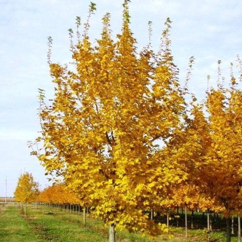 Клен остролистный "Эмералд Куин" (Acer platanoides "Emerald Queen)