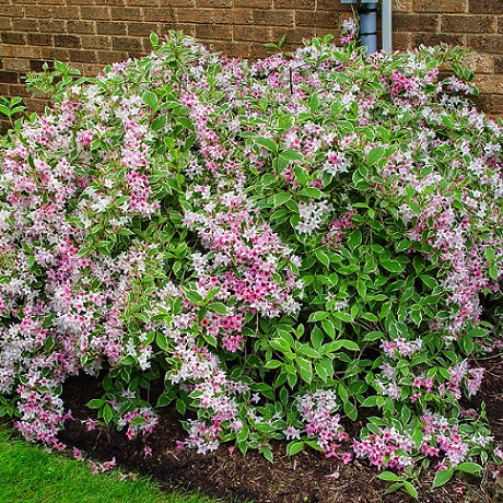 Вейгела цветущая "Вариегата" (Weigela florida "Variegata")