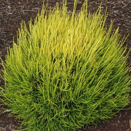 Туя восточная Фрэнки Бой (Thuja orientalis Franky Boy)