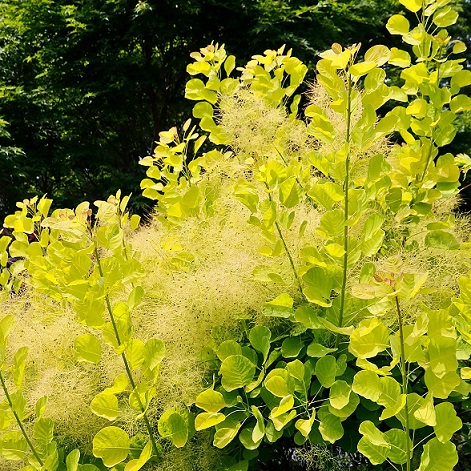 Скумпия кожевенная "Голден Спирит" (Cotinus coggygria "Golden Spirit")
