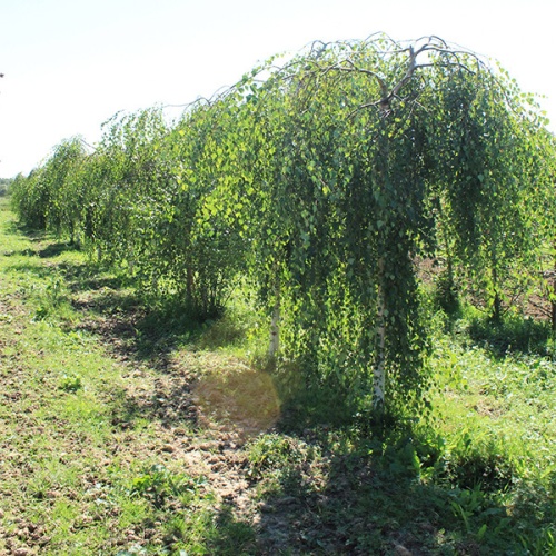 Береза полезная "Лонг Транк" (Betula utilis "Long Trunk")