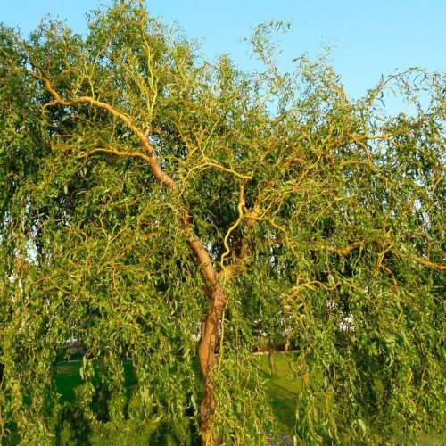 Ива Матсуды "Тортуоза" (извилистая) (Salix matsudana "Tortuosa")