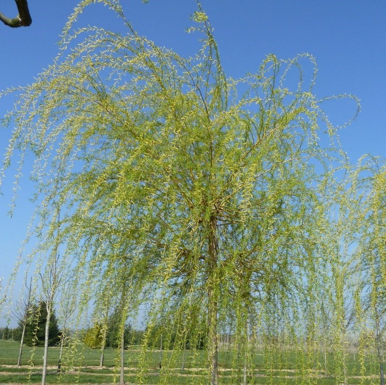 Ива белая (плакучая) (Salix alba)