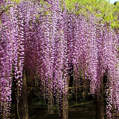Глициния обильноцветущая "Розеа" (Wisteria floribunda  "Rosea")