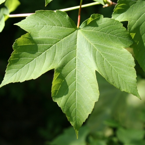 Клен ложноплатановый (явор) (Acer pseudoplatanus) повреждение ствола