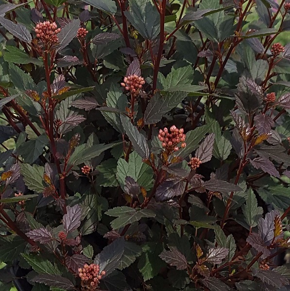 Пузыреплодник калинолистный "Литл Джокер" (Physocarpus opulifolius "Little Joker")