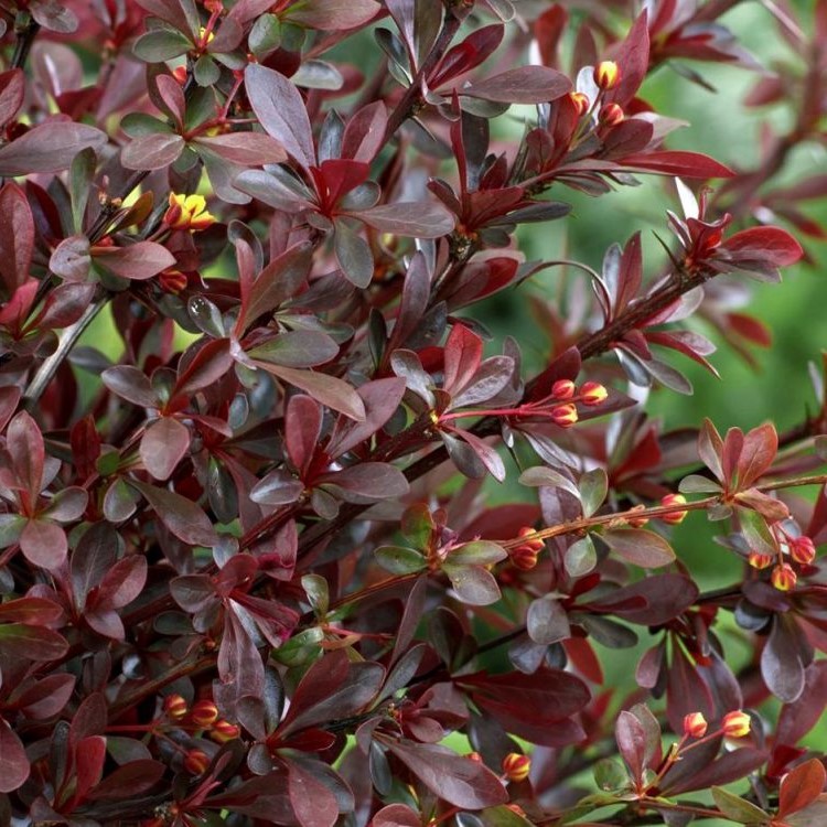 Барбарис Тунберга "Ред Чиф" (Berberis thunbergii  "Red Chief")