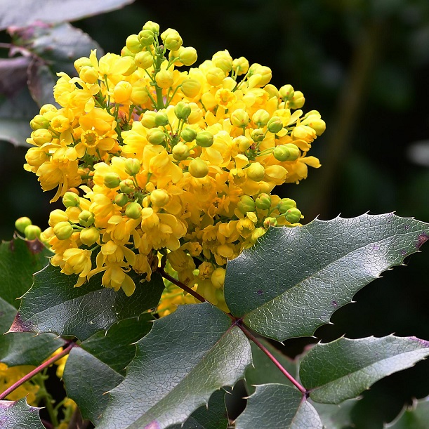 Магония падуболистная (Mahonia aquifolium)