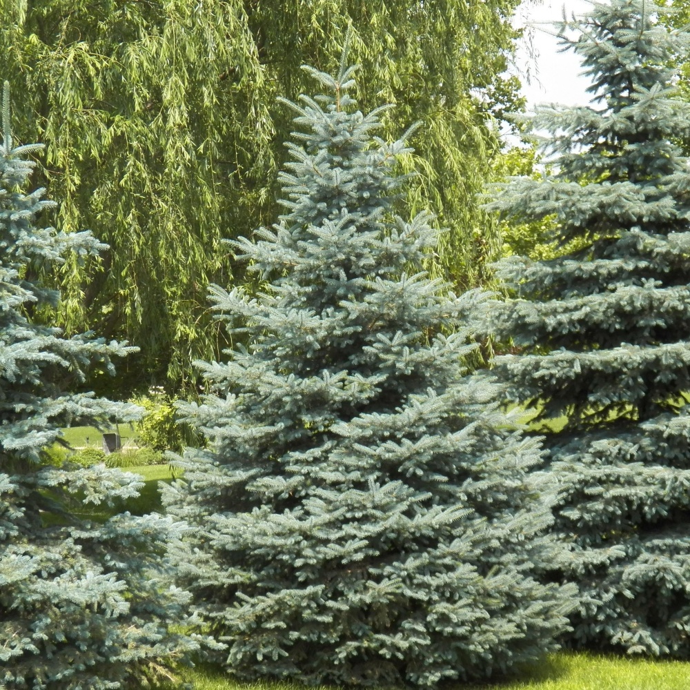 Ель колючая "Глаука" (Picea pungens "Glauca")