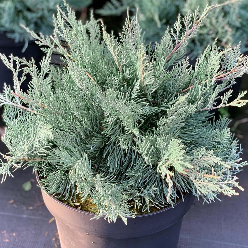 Можжевельник виргинский "Хетц" (Juniperus virginiana "Hetz")