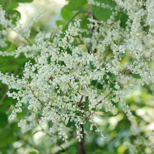 Горец многоцветковый (Polygonum multiflorum)