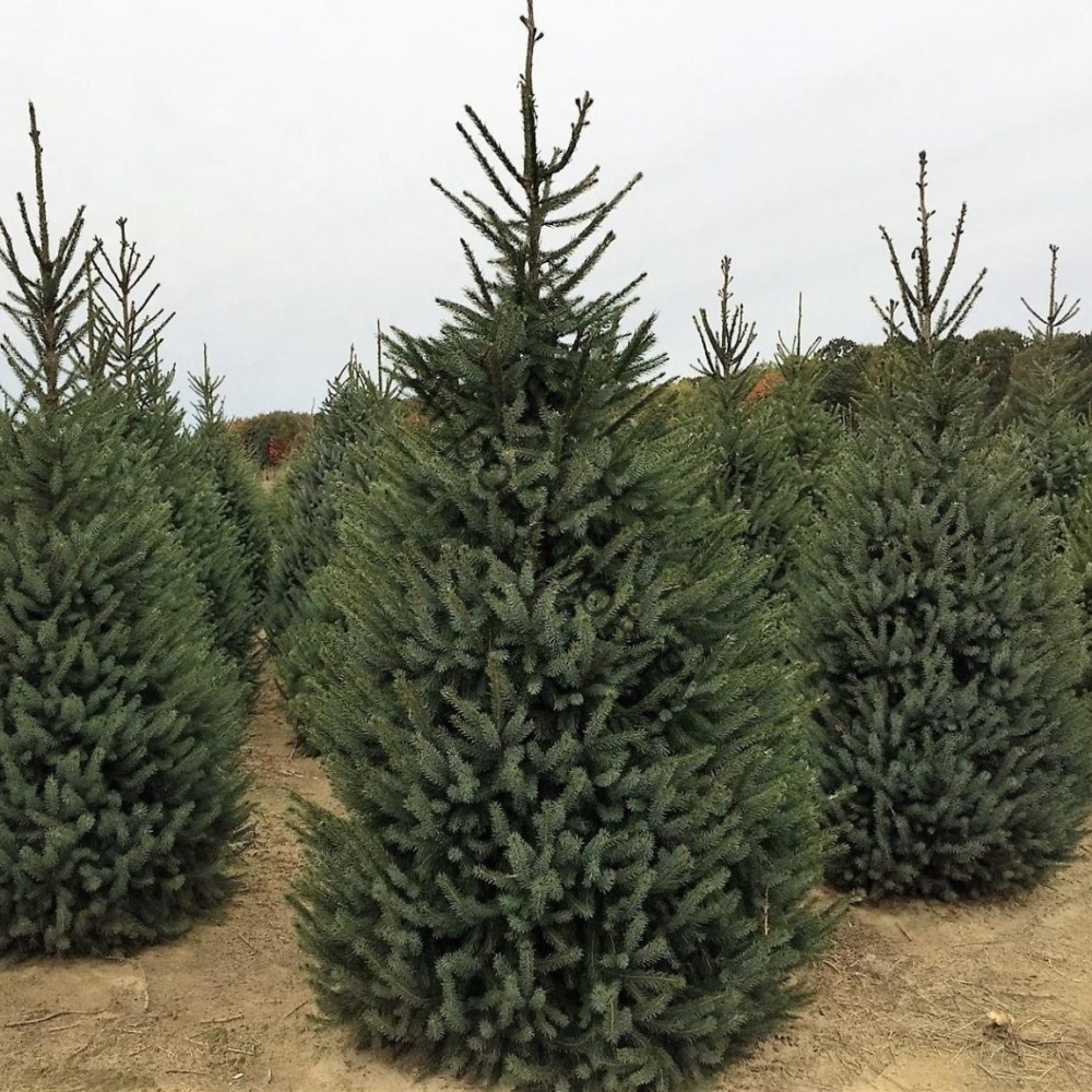 Ель сербская (Picea omorika)