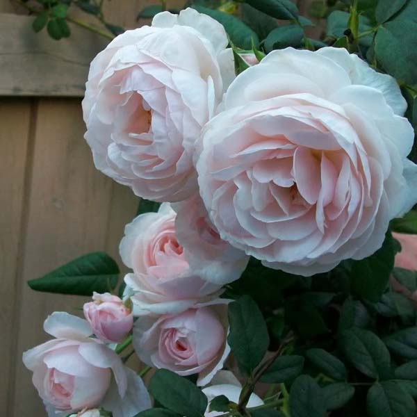Роза английская "Херитедж" (Rosa English "Heritage")