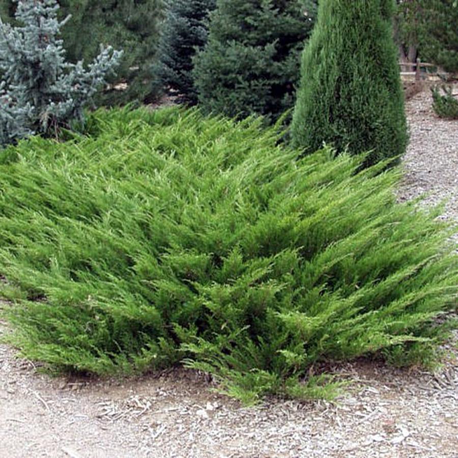 Можжевельник казацкий "Мас" (Juniperus sabina "Mas")