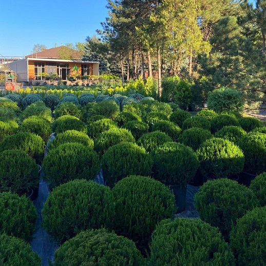 Можжевельник китайский "Спартан" ф. шар (Juniperus chinensis "Spartan")