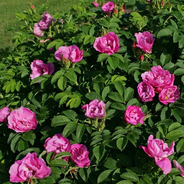 Роза морщинистая (Rosa rugosa)